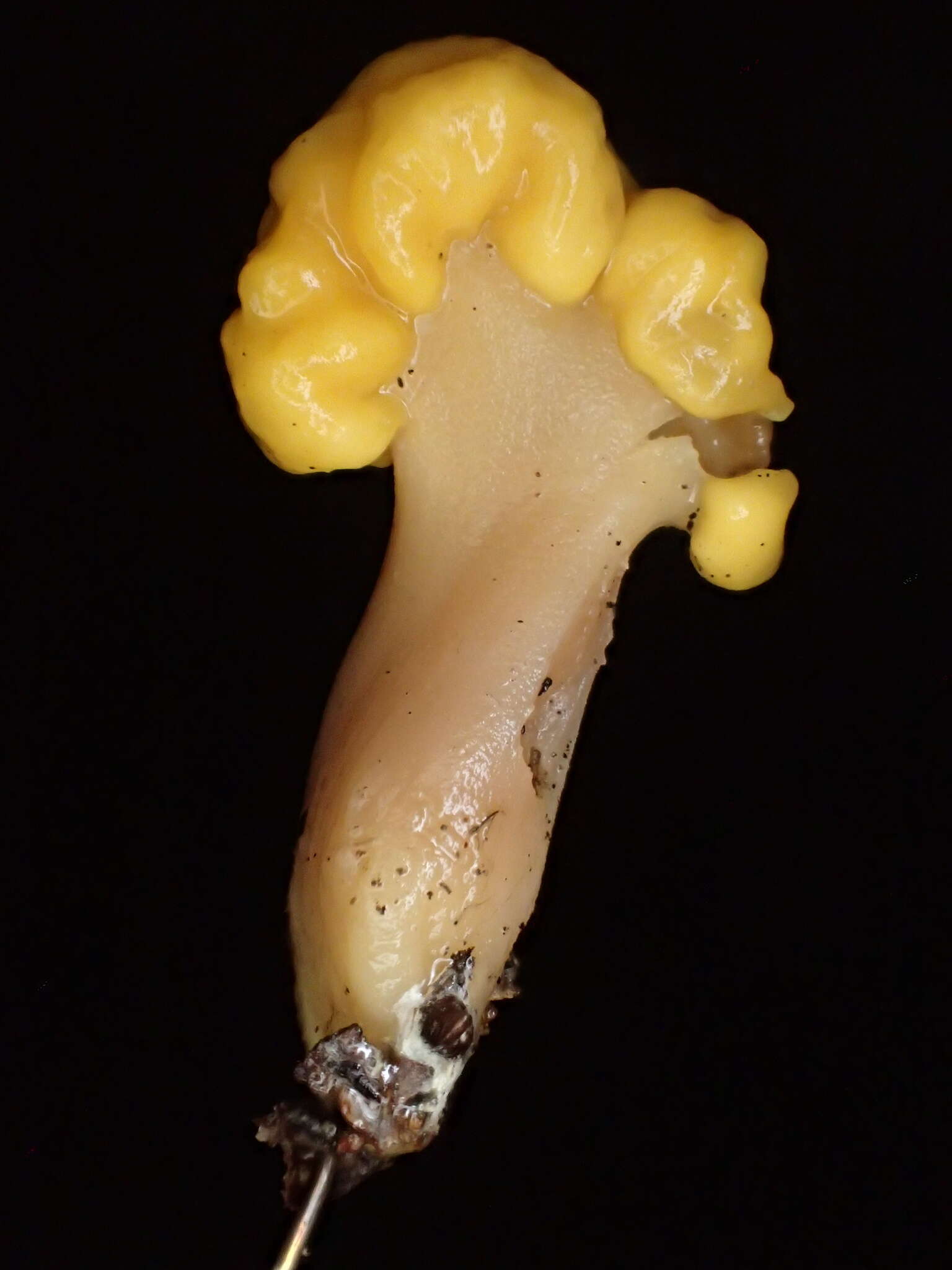 Image of Pachycudonia