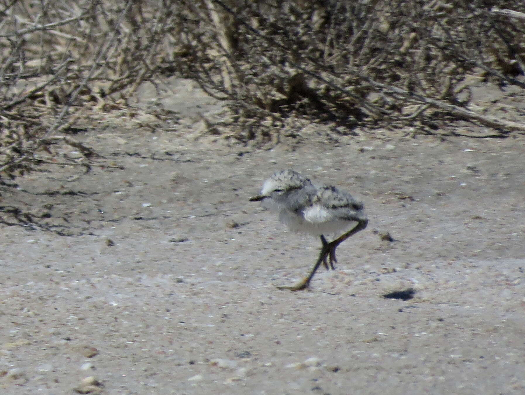 Image of Chestnut-banded Plover