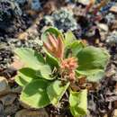 Image of Pelargonium radiatum (Andr.) Pers.