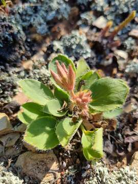 Image of Pelargonium radiatum (Andr.) Pers.