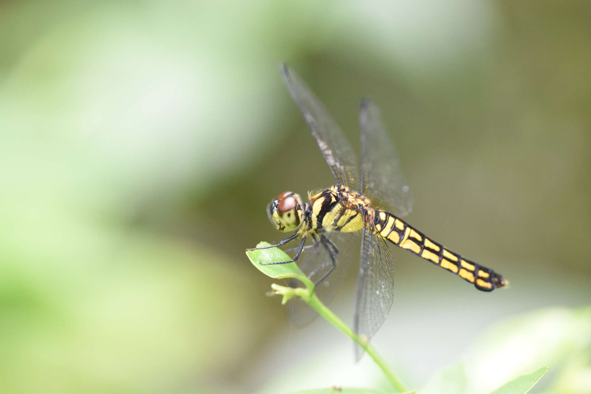 Image of Lyriothemis elegantissima Selys 1883