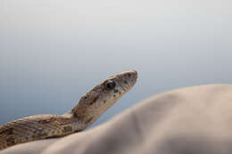 Image of Baird's Rat Snake