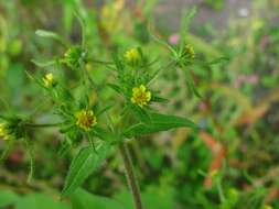 Image of Sigesbeckia serrata DC.