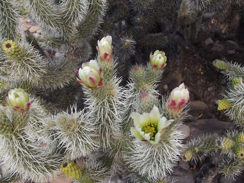 Image of Cylindropuntia bigelovii var. ciribe (Engelm. ex J. M. Coult.) Rebman