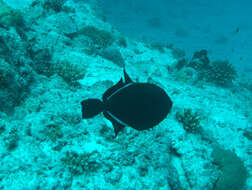 Image of Indian triggerfish