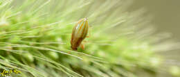 Image of Pachygrontha antennata (Uhler & P. R. 1860)