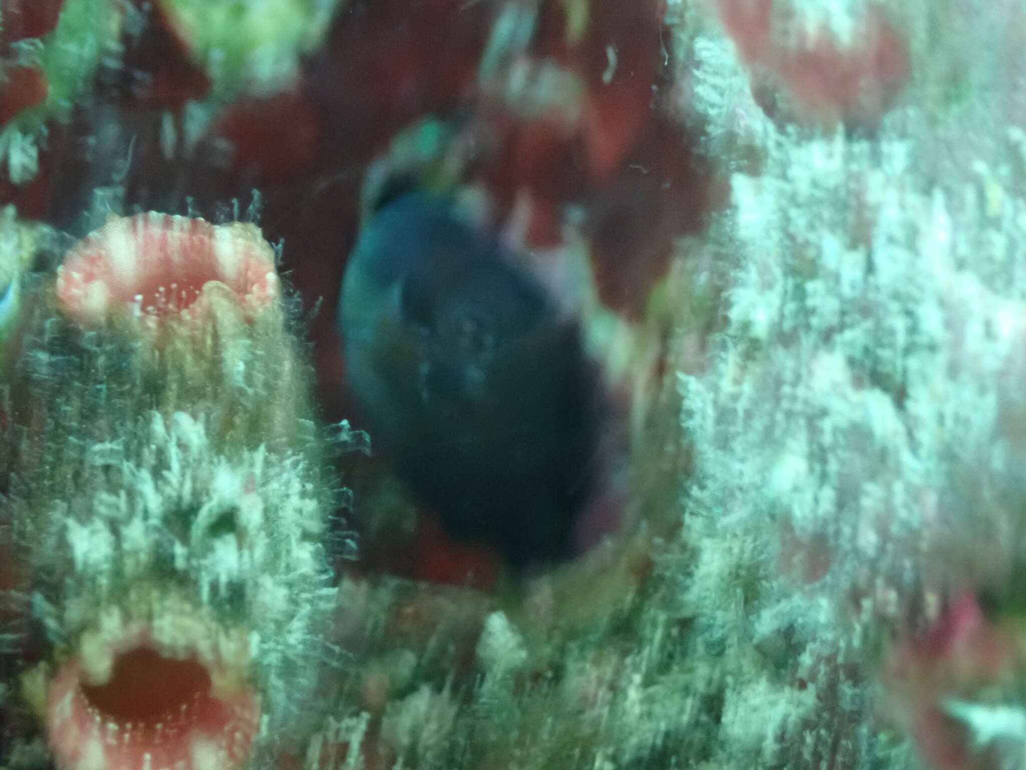 Image of Pearl Blenny