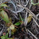 Image of Nepenthes pectinata Danser