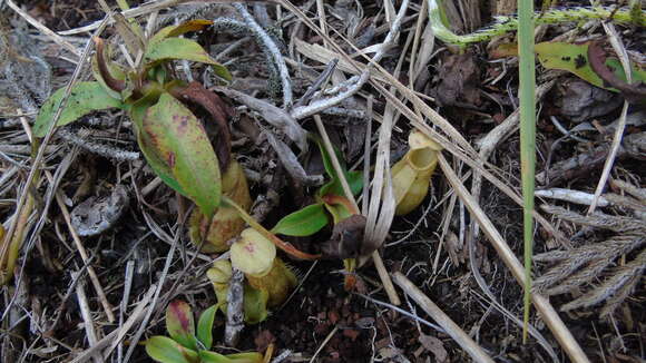 Image of Nepenthes pectinata Danser