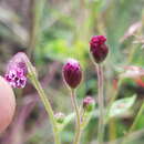 Image of Florestina platyphylla (B. L. Rob. & Greenm.) B. L. Rob. & Greenm.