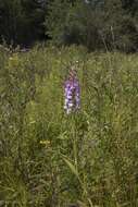 Image of Lesser purple fringed orchid