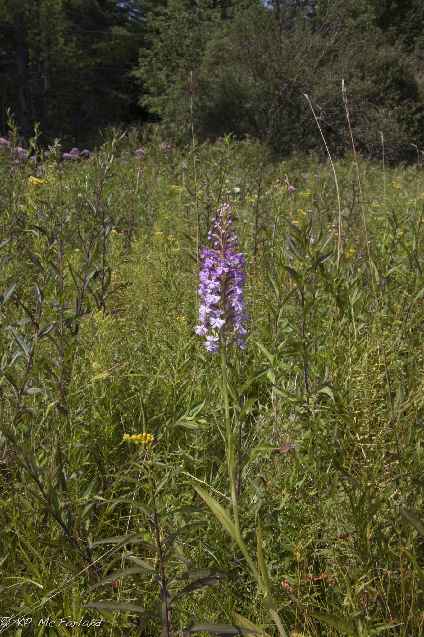 Image of Lesser purple fringed orchid