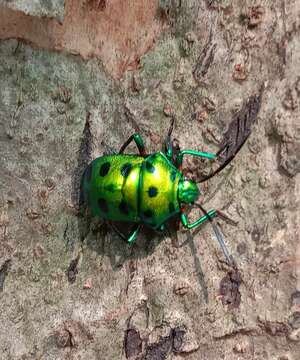 Image of Chrysocoris purpureus