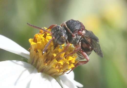 Image de Epeolus zonatus Smith 1854