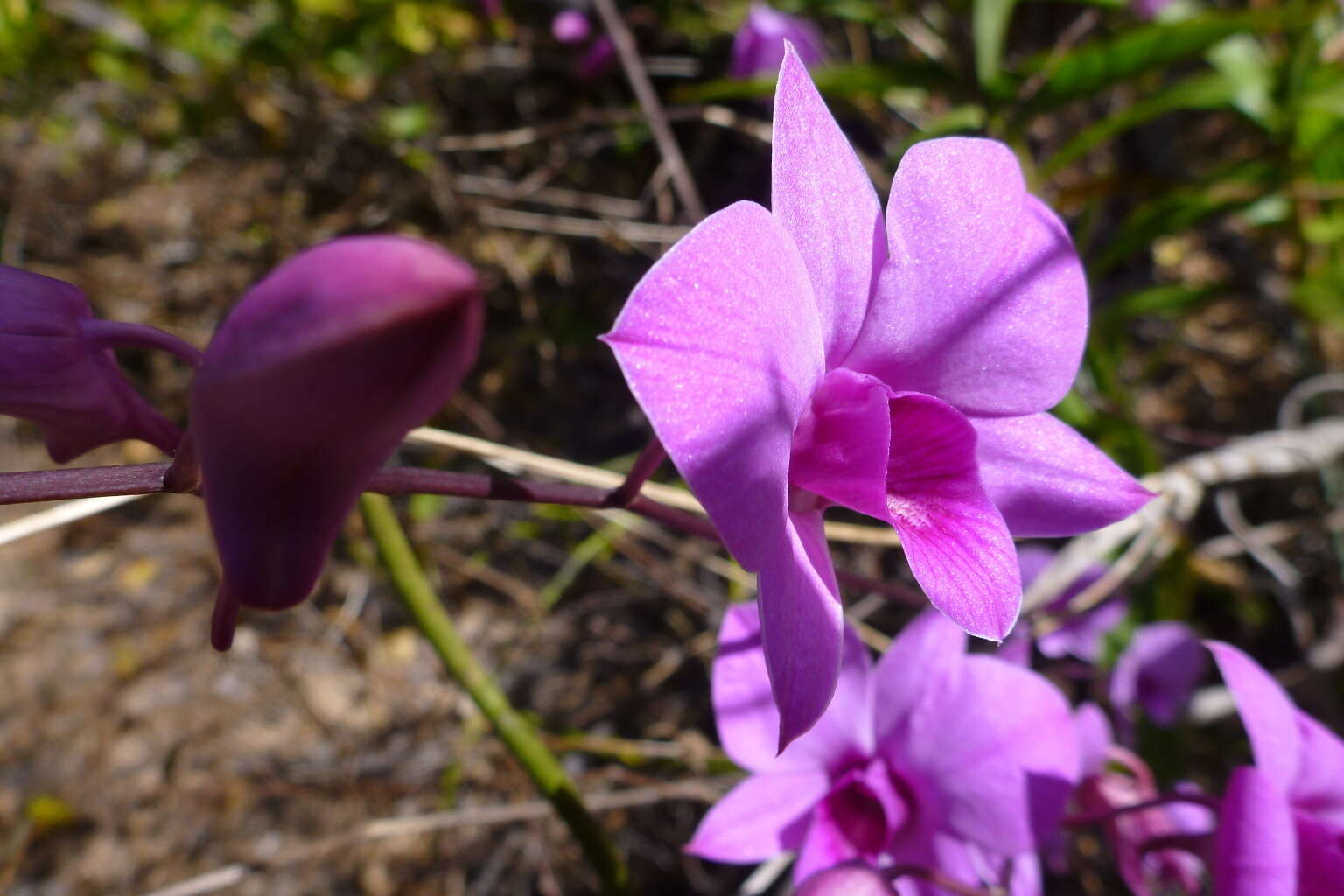 Dendrobium bigibbum Lindl. resmi