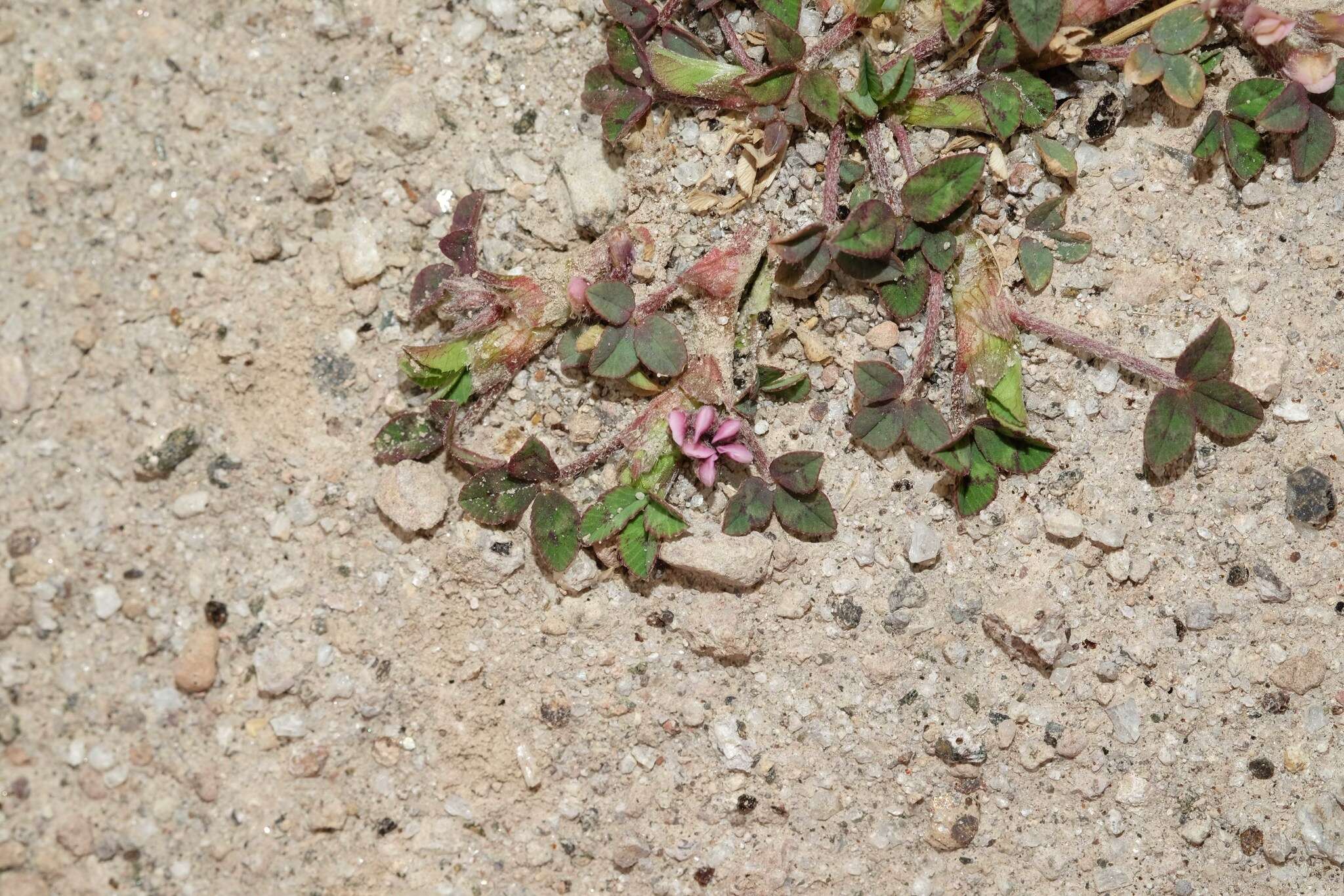 Image of Aztec Clover