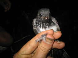 Image of Spotted Fantail