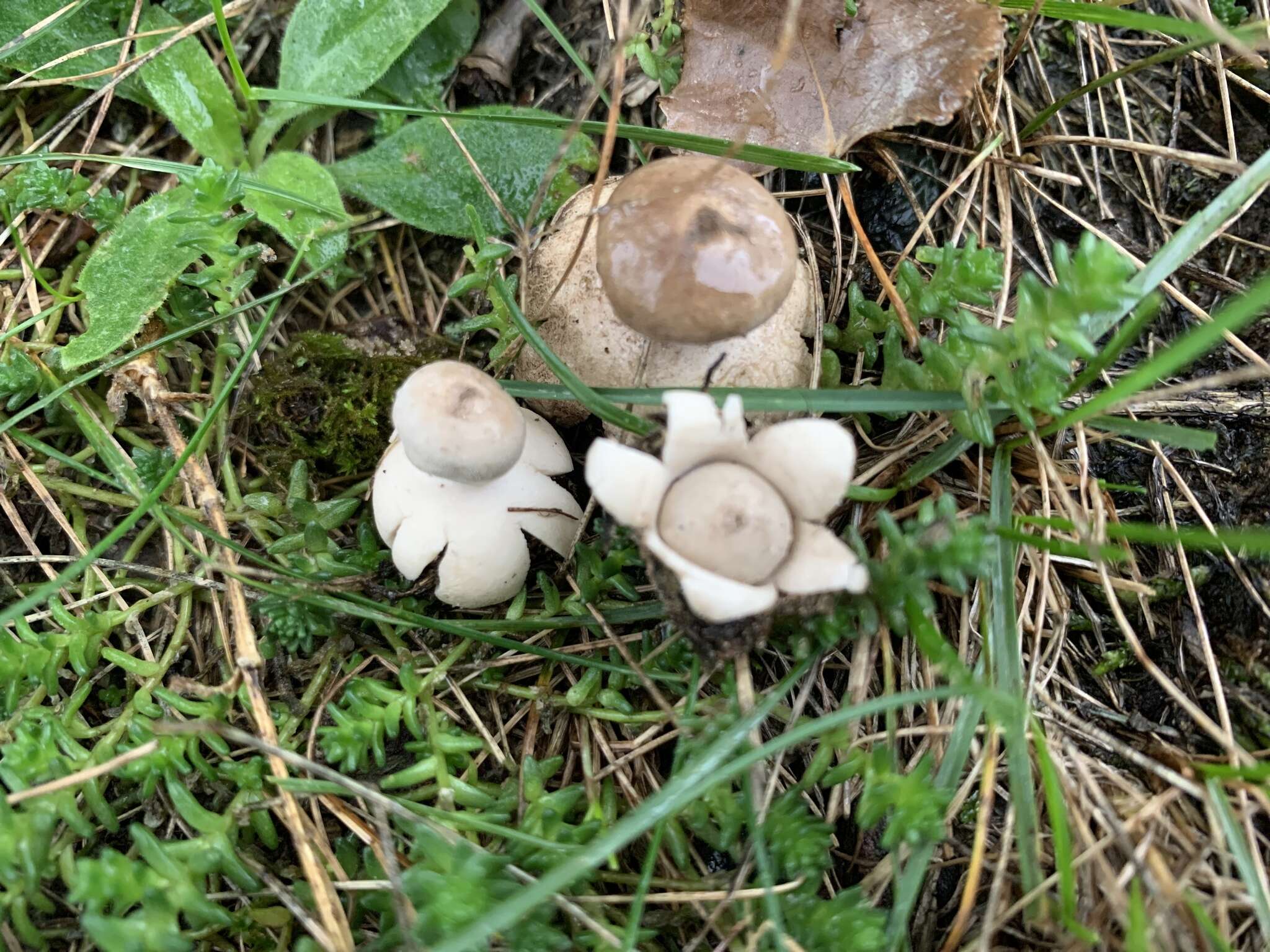 Image of Geastrum minimum Schwein. 1822