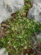 Image of Valerianella discoidea (L.) Loisel.