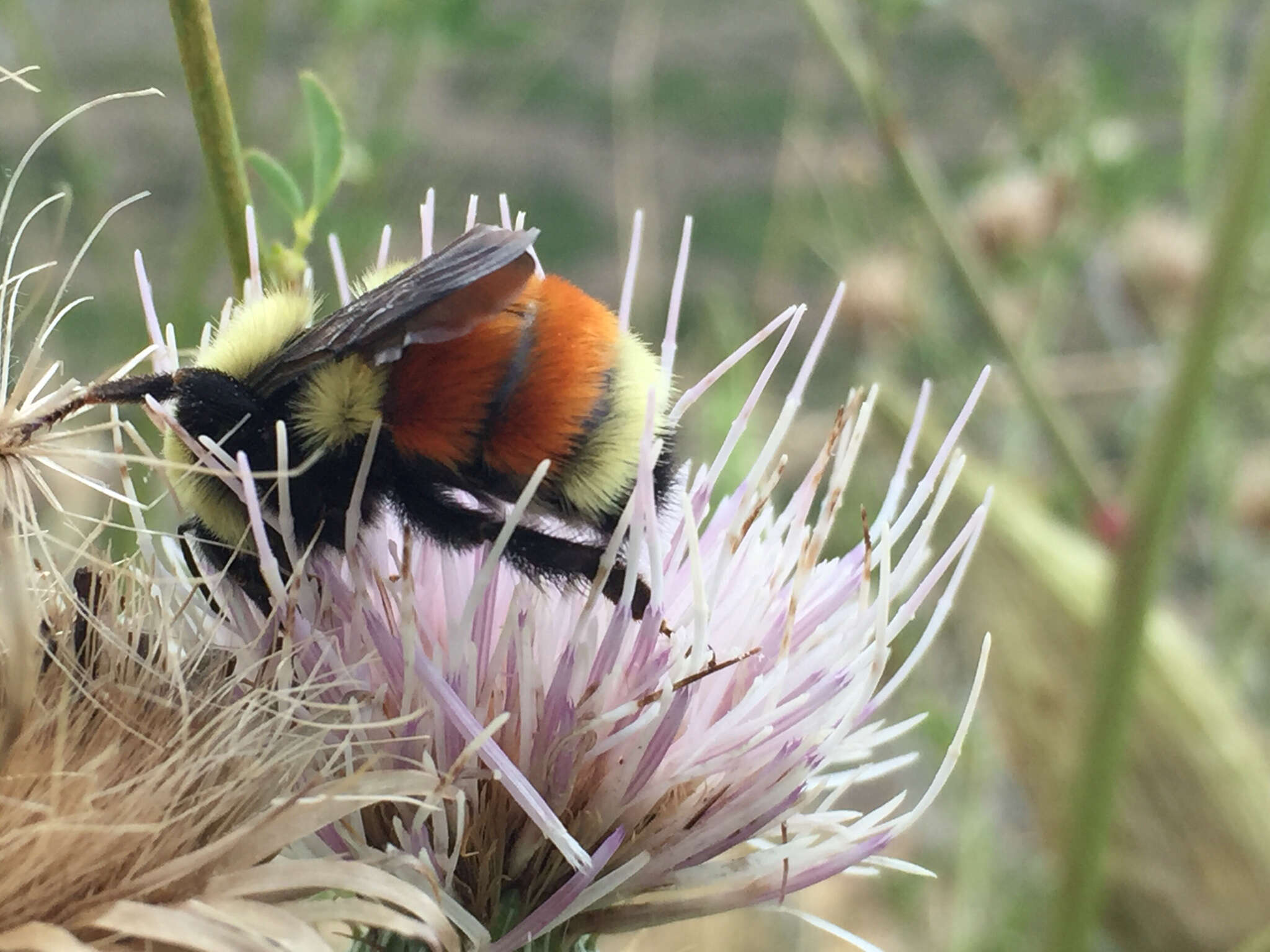 Image of Hunt Bumble Bee