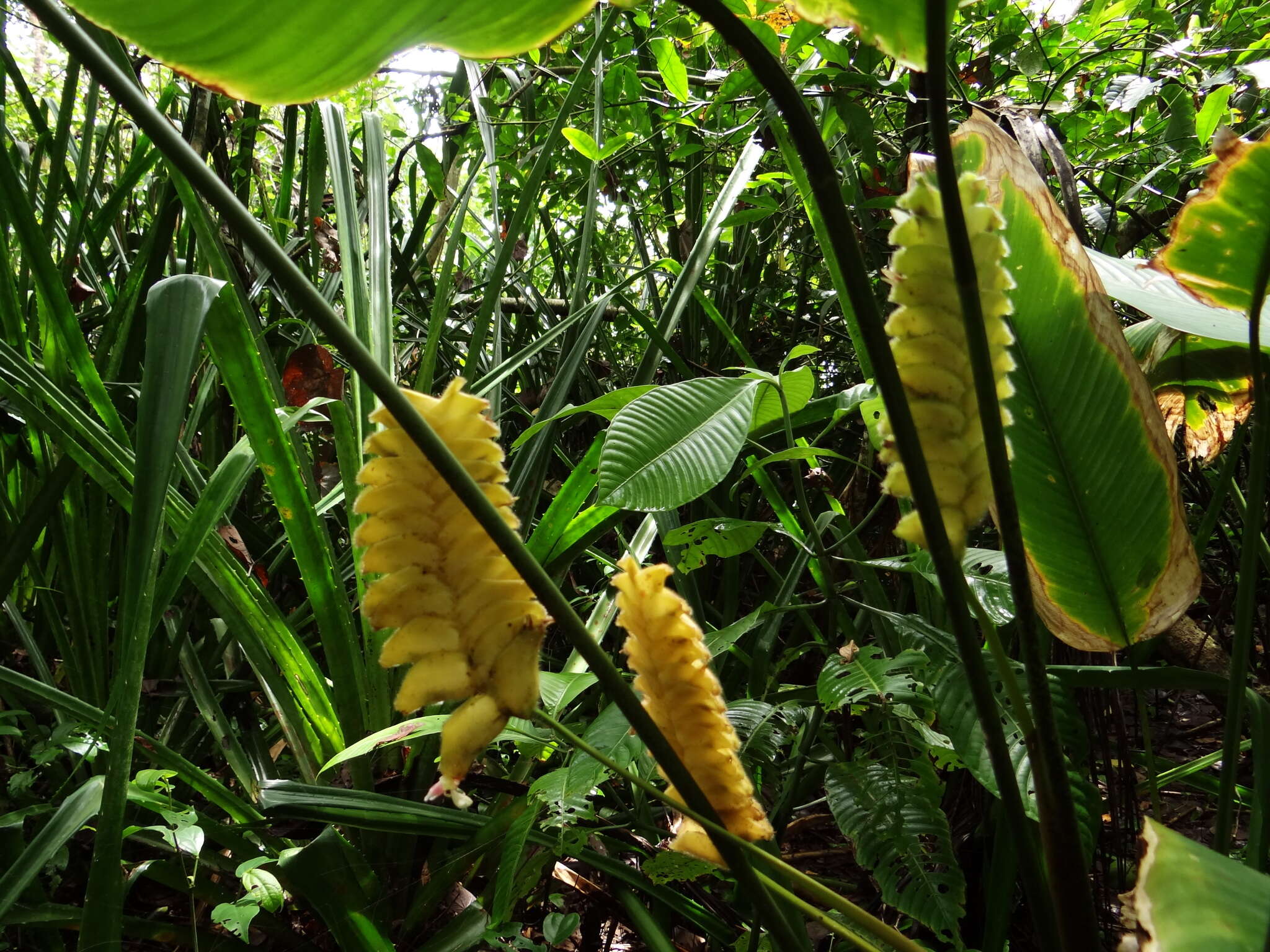 Image of rattlesnake plant