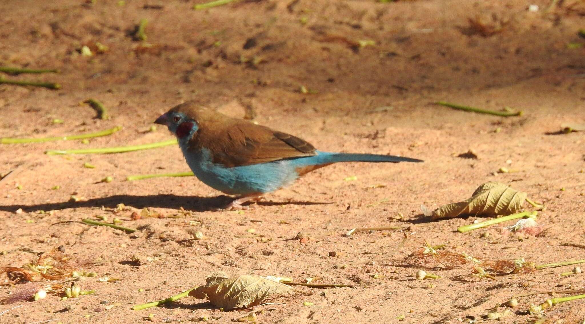 Image of Red-checked Cordon-bleu