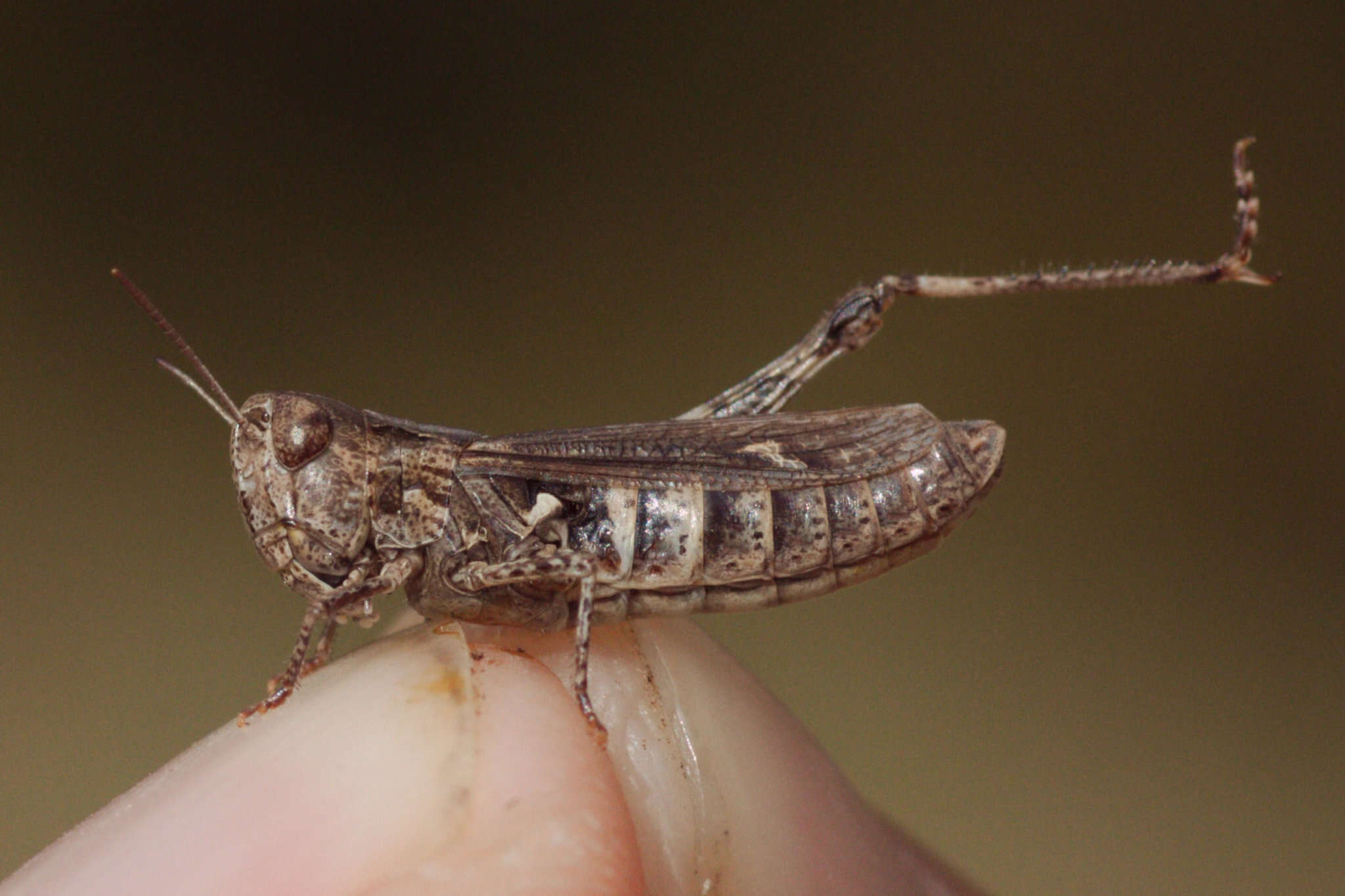 Image of Omocestus (Omocestus) petraeus (Brisout de Barneville 1856)