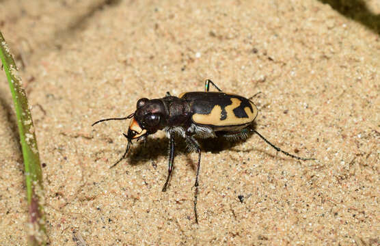 Image of Big Sand Tiger Beetle