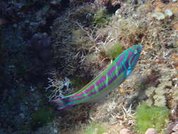 Image of Five striped surge wrasse