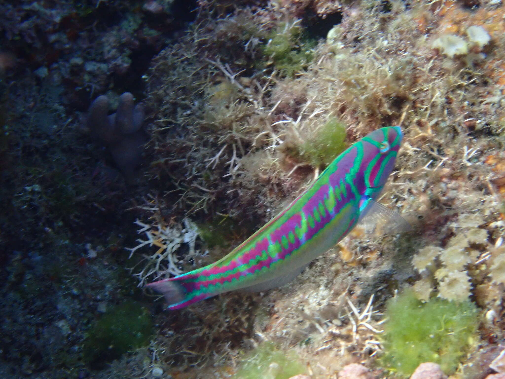 Image of Five striped surge wrasse