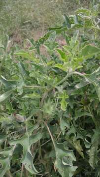 Image of Chinese thorn-apple