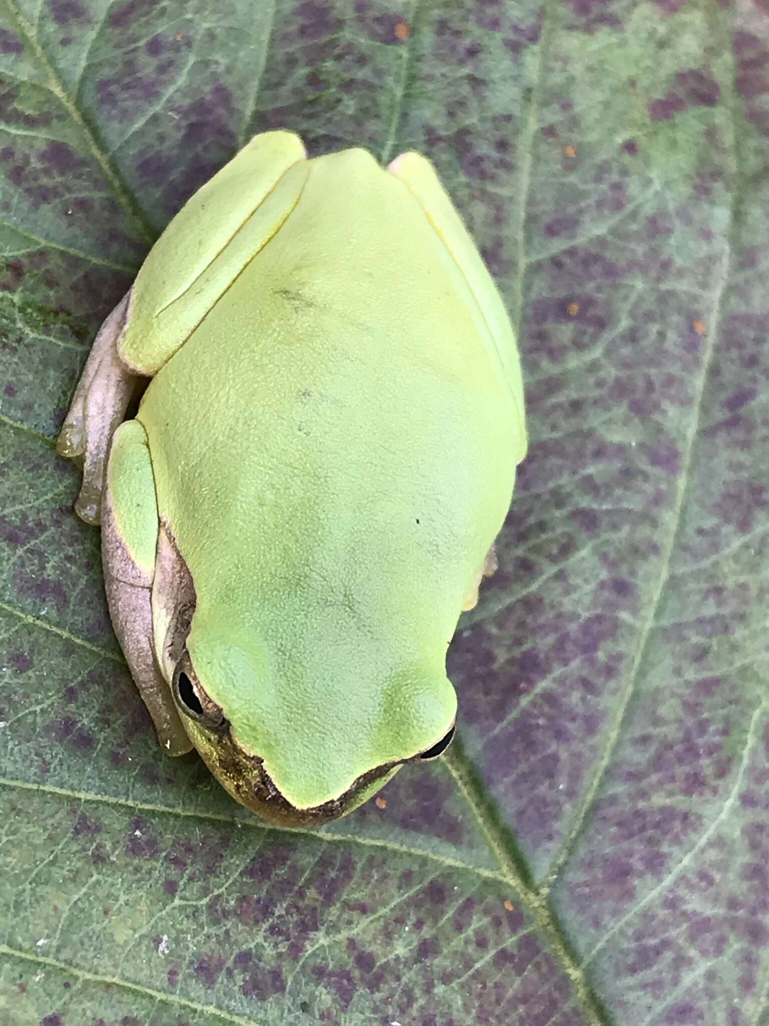 Image of Chinese Tree Toad