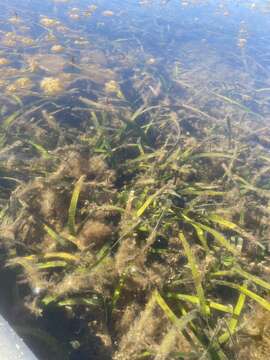 Imagem de Posidonia australis Hook. fil.