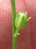 Image of Texas toadflax