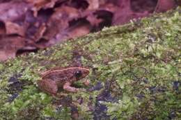 Image of Asian Grass Frog