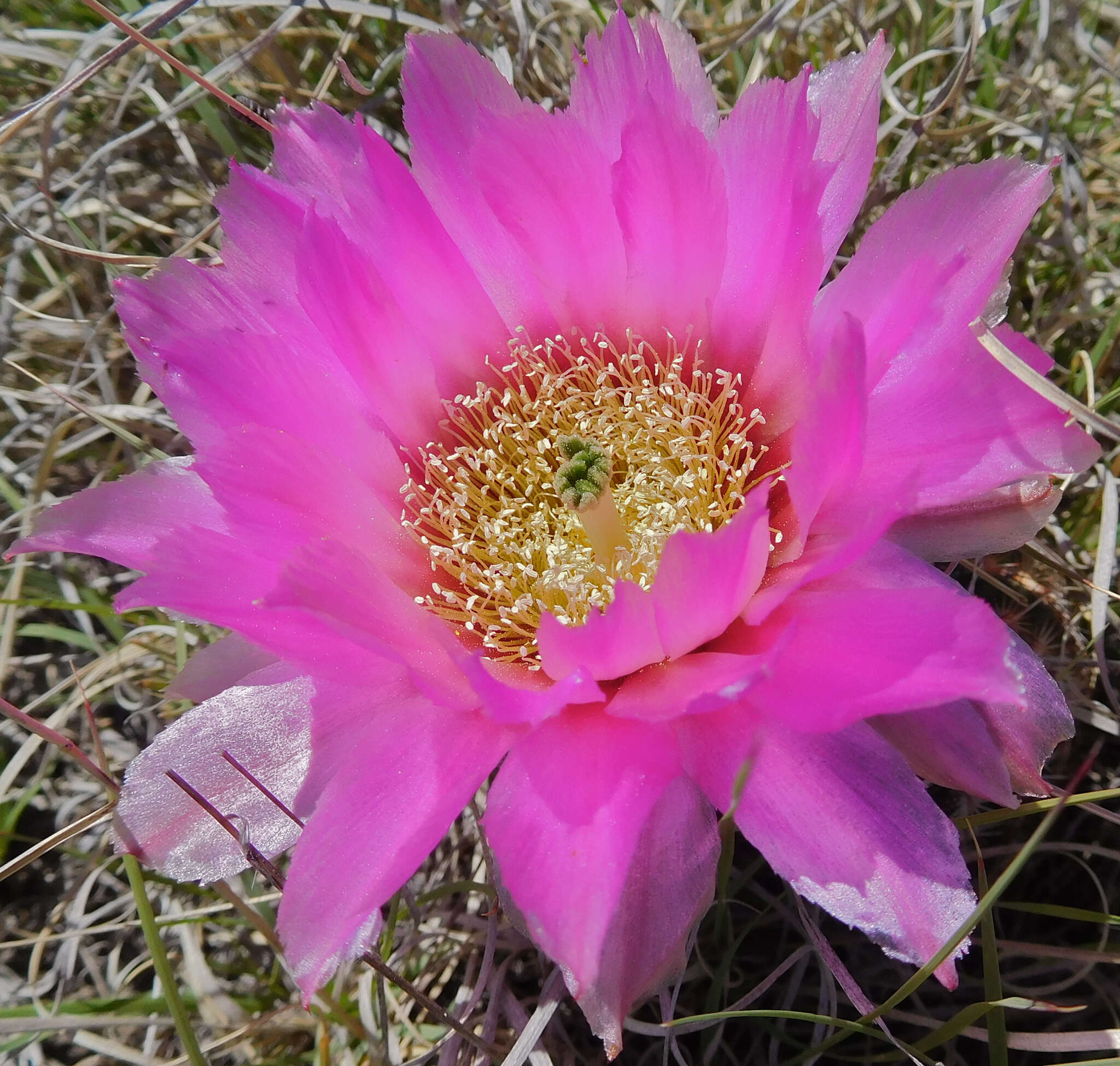 Image of Echinocereus reichenbachii var. perbellus (Britton & Rose) L. D. Benson