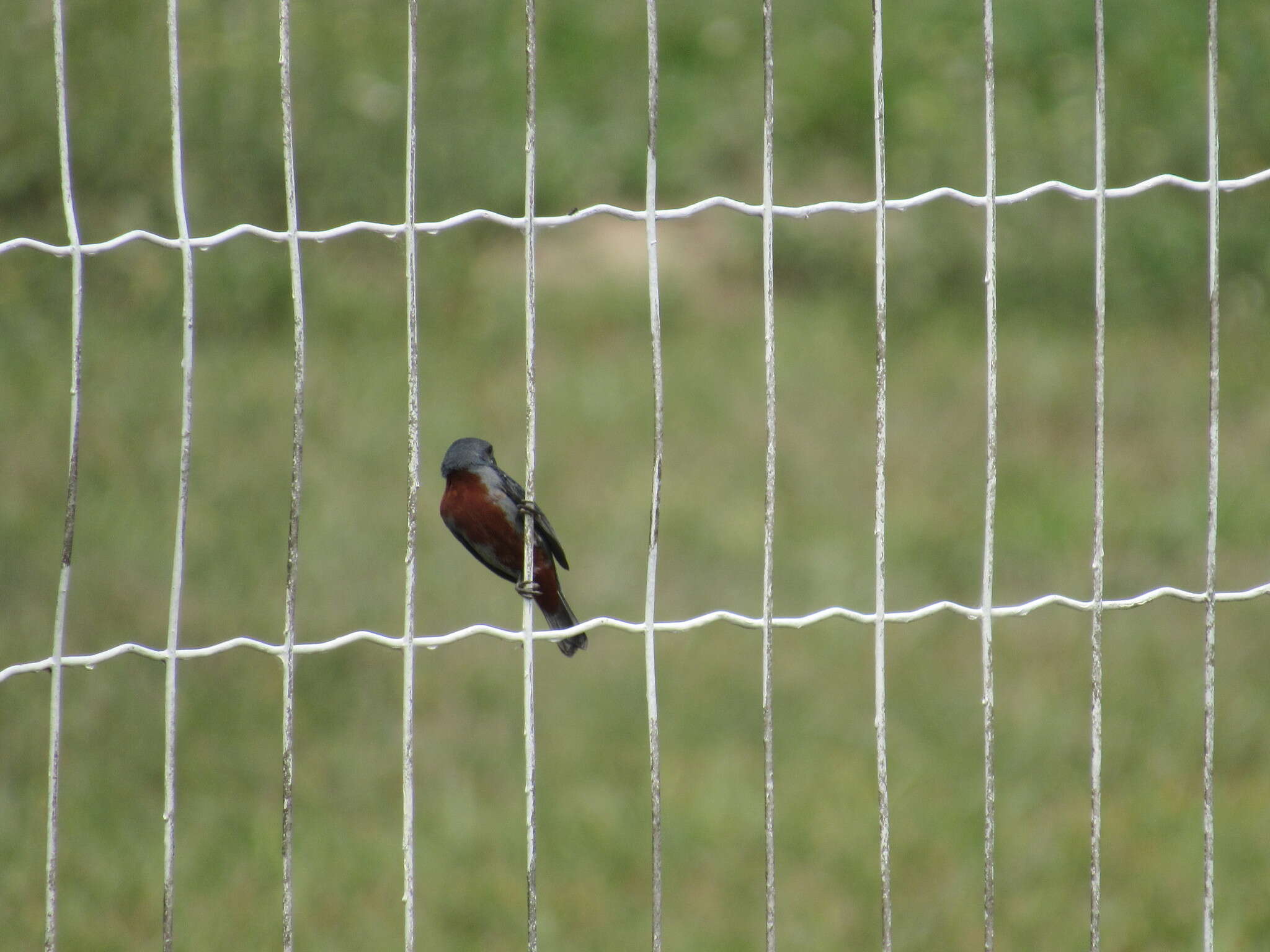 Image of Chestnut-bellied Seedeater