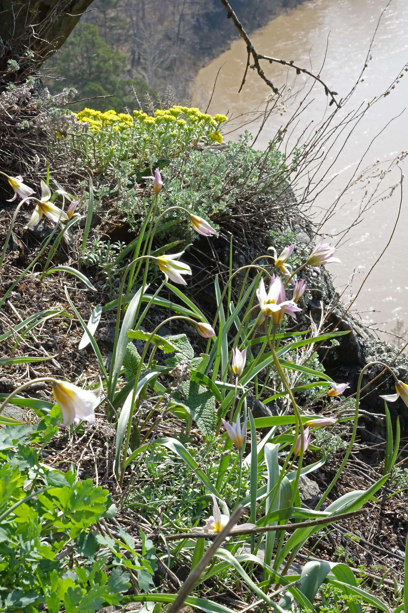 Image de Tulipa sylvestris subsp. australis (Link) Pamp.