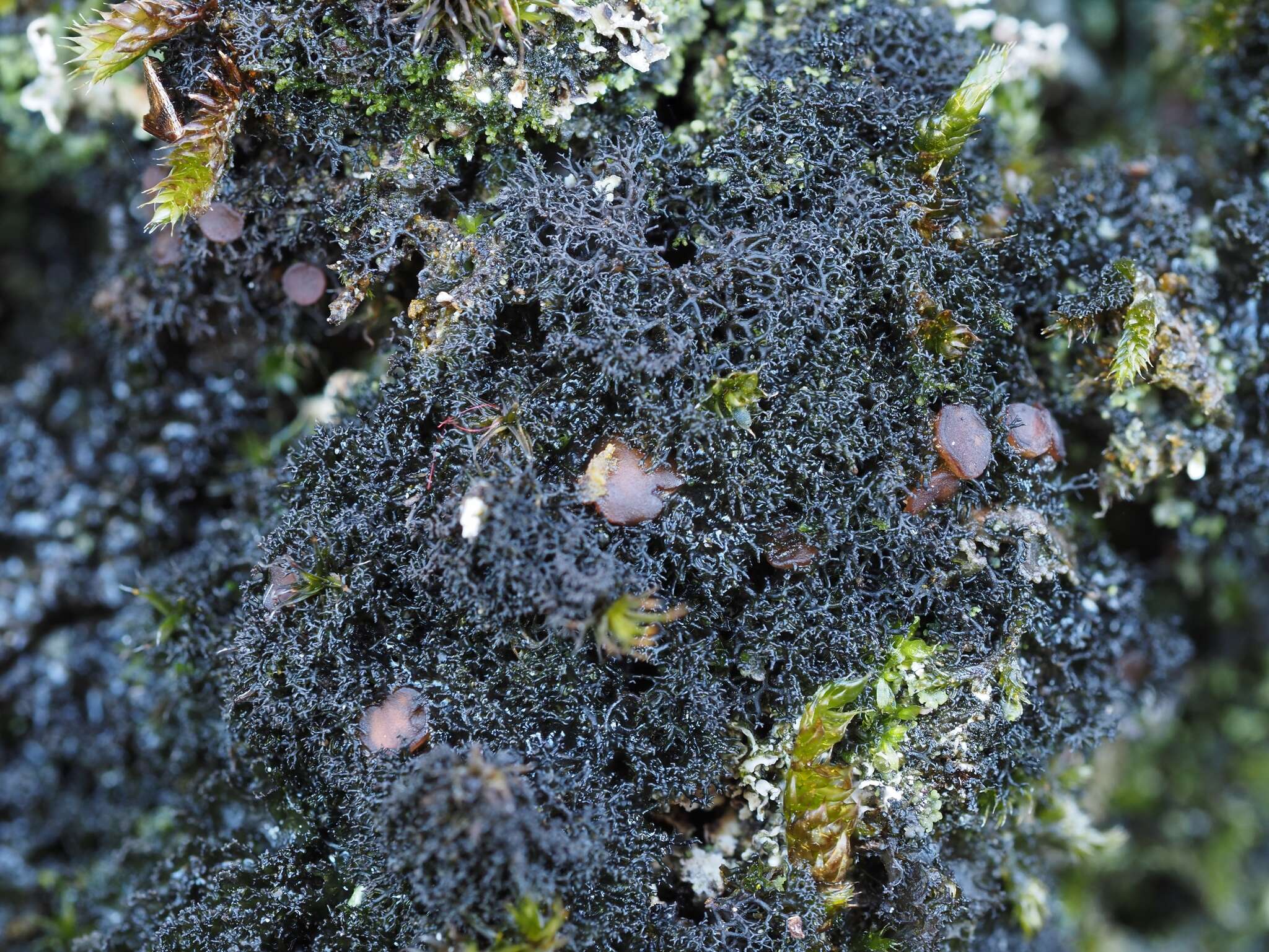 Image of Woollybear lichens