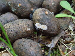 Image of Parasola misera (P. Karst.) Redhead, Vilgalys & Hopple 2001