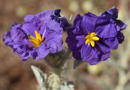 Image of Solanum chippendalei D. E. Symon