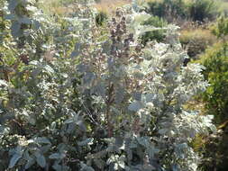 Imagem de Buddleja glomerata H. Wendl.