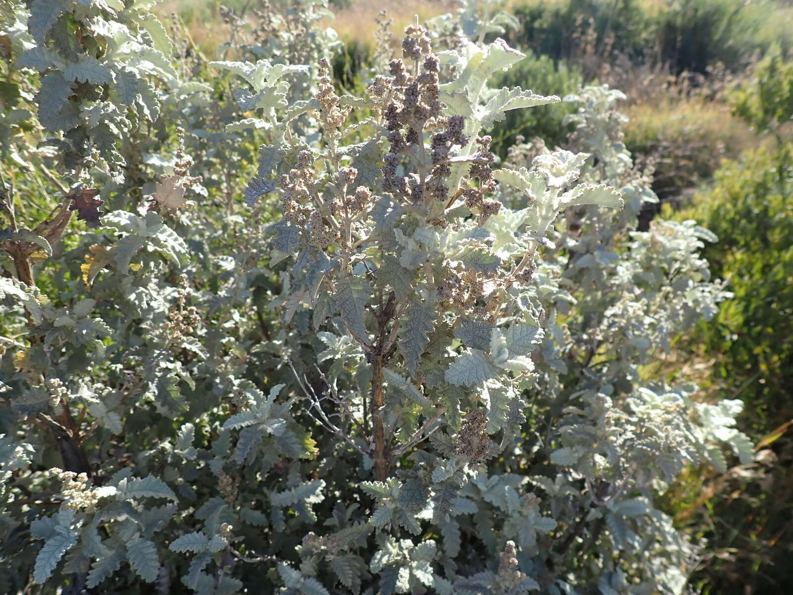 Imagem de Buddleja glomerata H. Wendl.