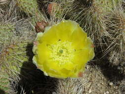 Image of grizzlybear pricklypear