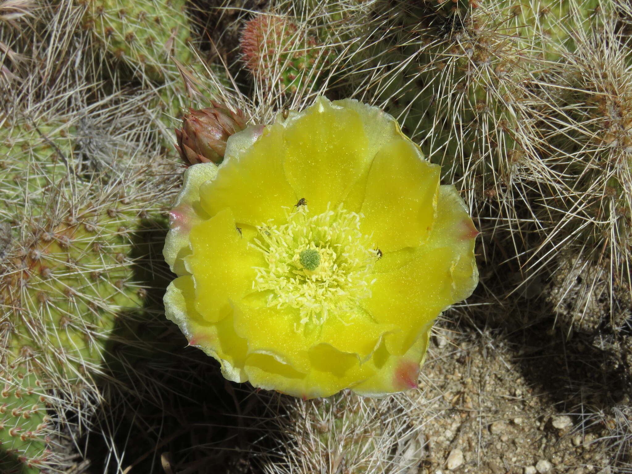 Opuntia polyacantha var. erinacea (Engelm. & J. M. Bigelow) B. D. Parfitt resmi