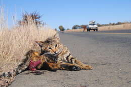 Image of African Wildcat