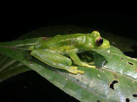 Image of Subaúma Canebrake Tree Frog