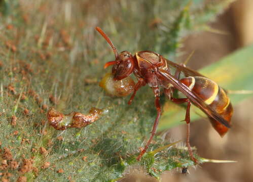 Image of Polistes badius Gerst. 1873