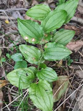 Image de Smilax sieboldii Miq.