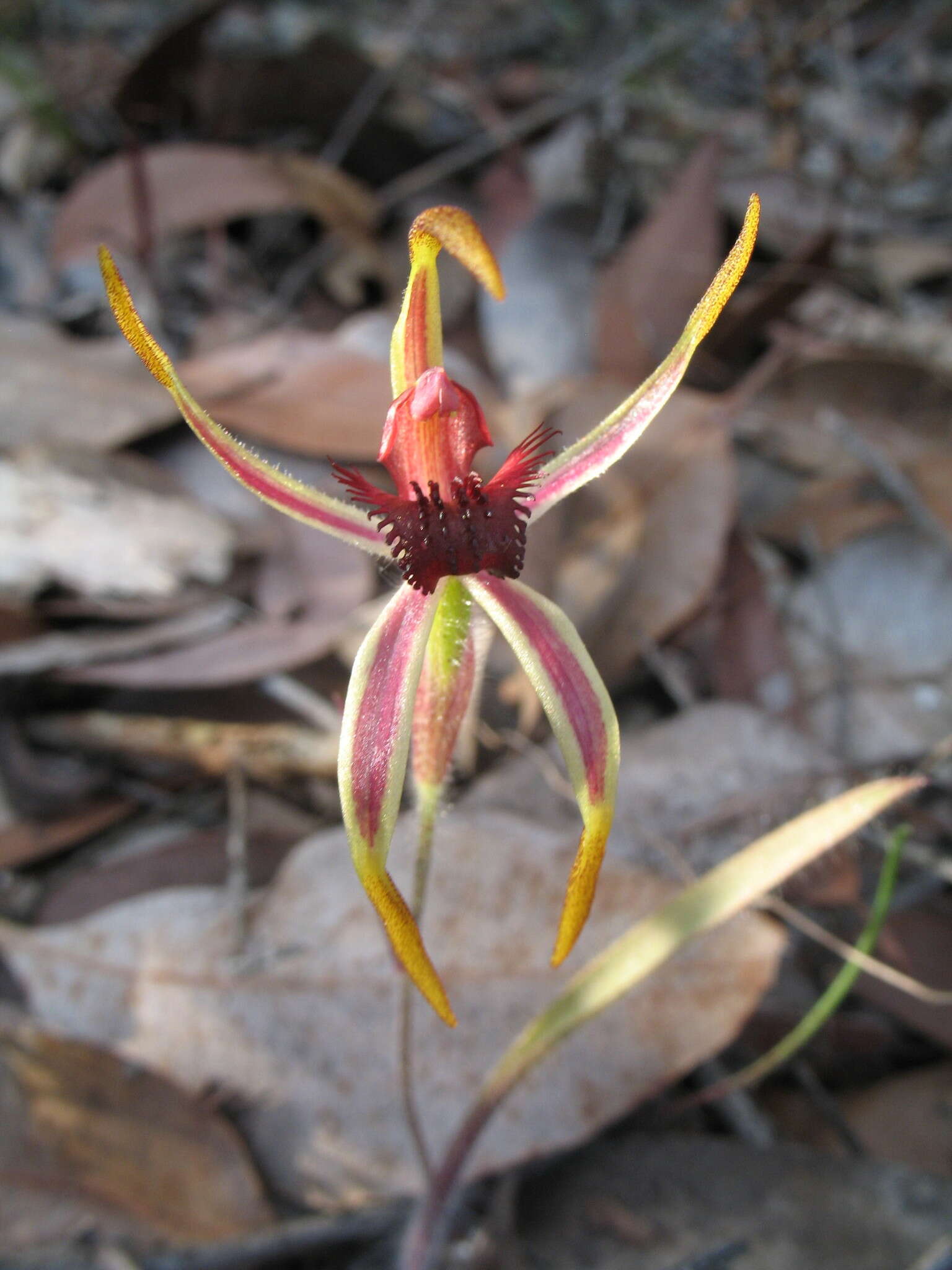 Caladenia arrecta Hopper & A. P. Br. resmi